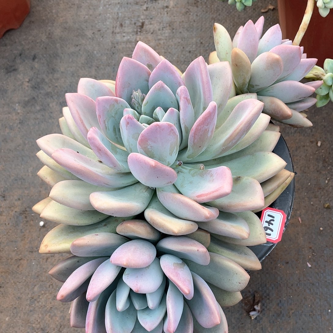 1461奥普一物一拍多肉