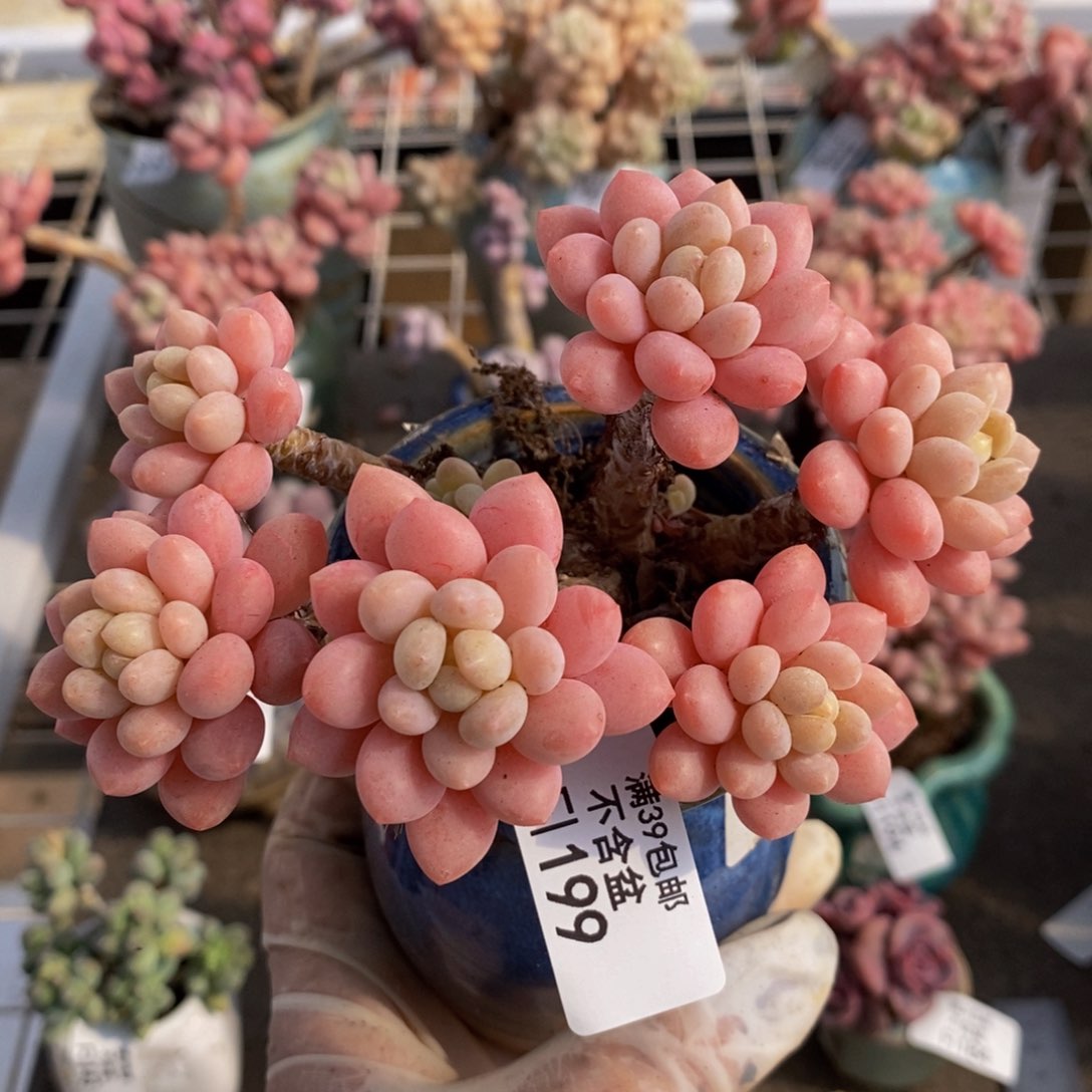 鱼子酱198/10cm有砍