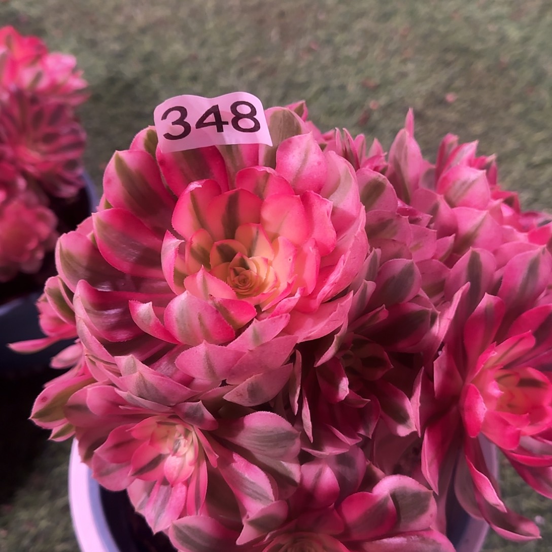 多肉植物倾城348法师