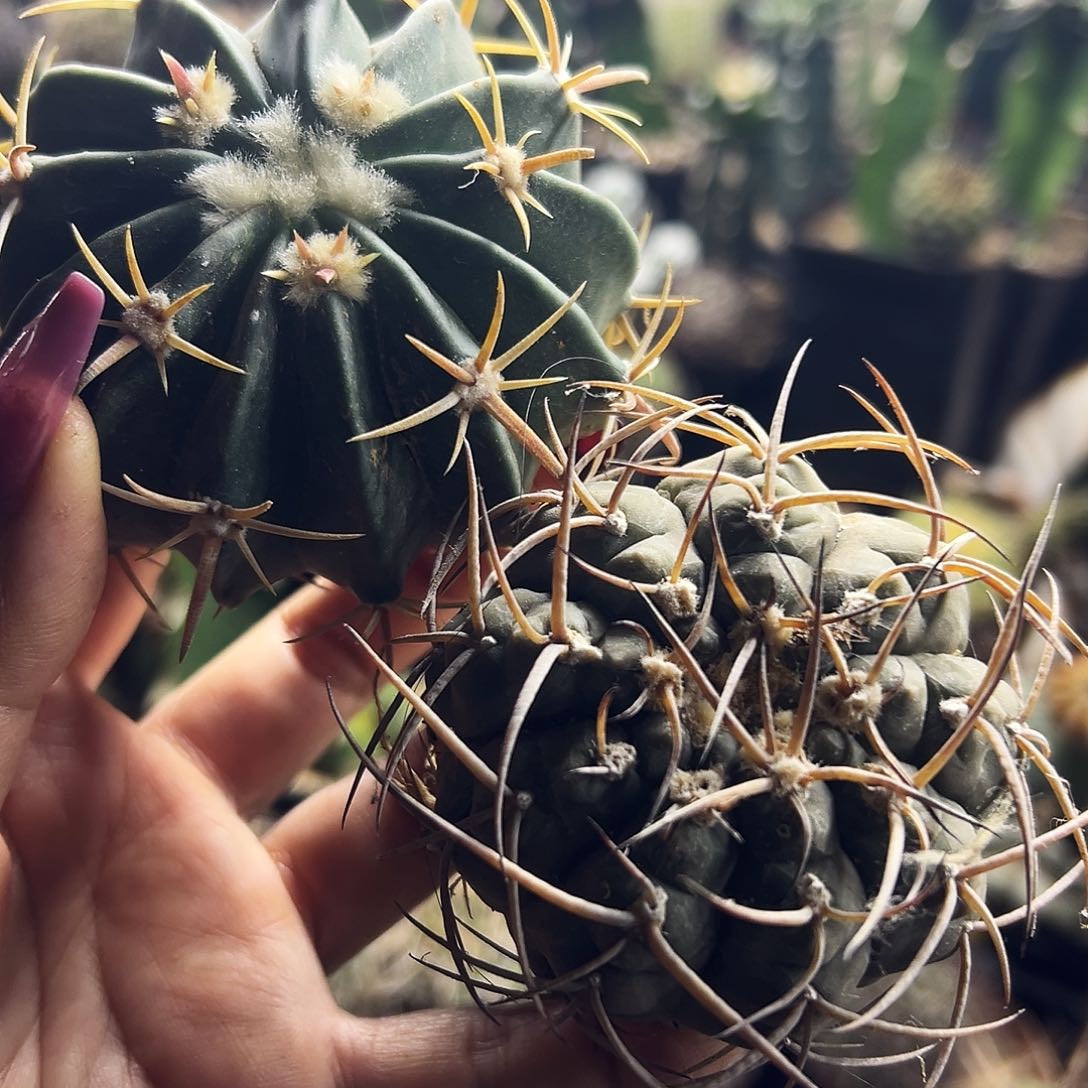 组合福利仙人球111111