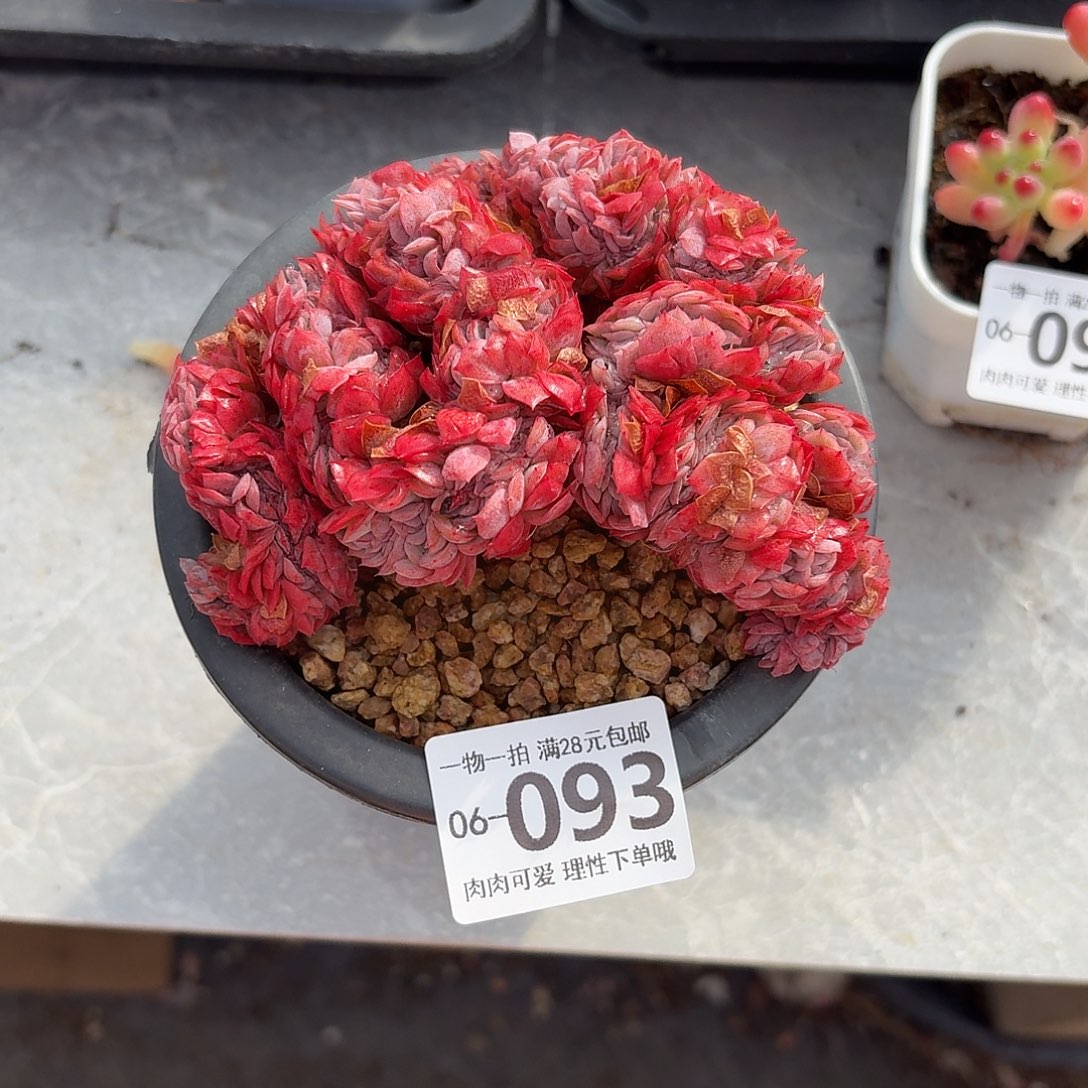 贝瑞缀无盆土发货