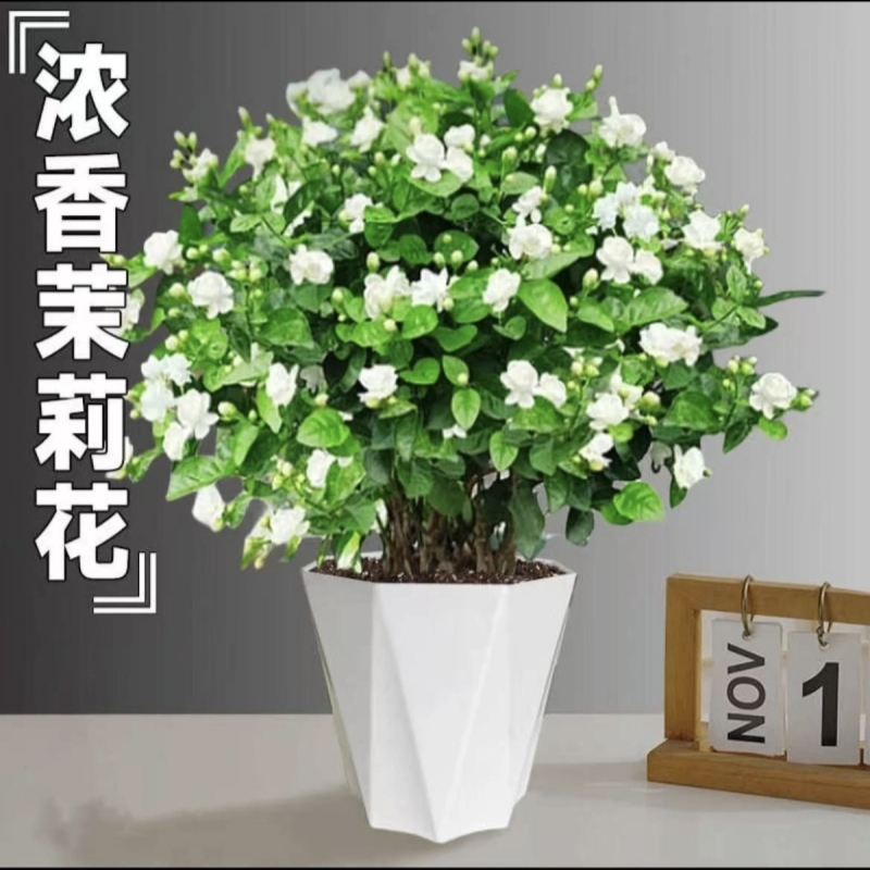 茉莉花盆栽重瓣浓香开花四季不断好养室内阳台花卉绿植驱蚊草防蚊