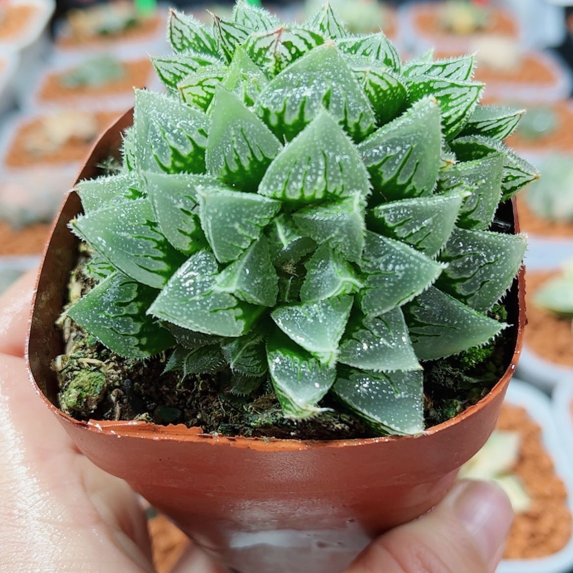 【闪购商品】冰沙糖