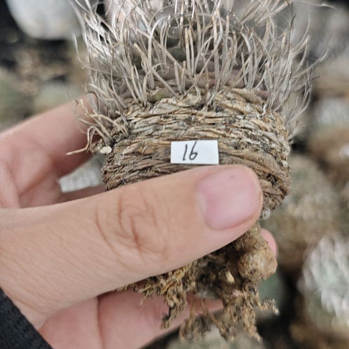 一物一拍， 16号欧输老家娇丽！