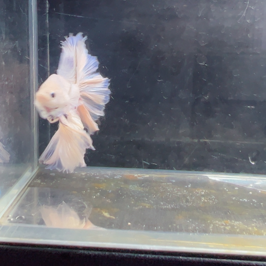 斗鱼浅色仙仙裙特殊尾