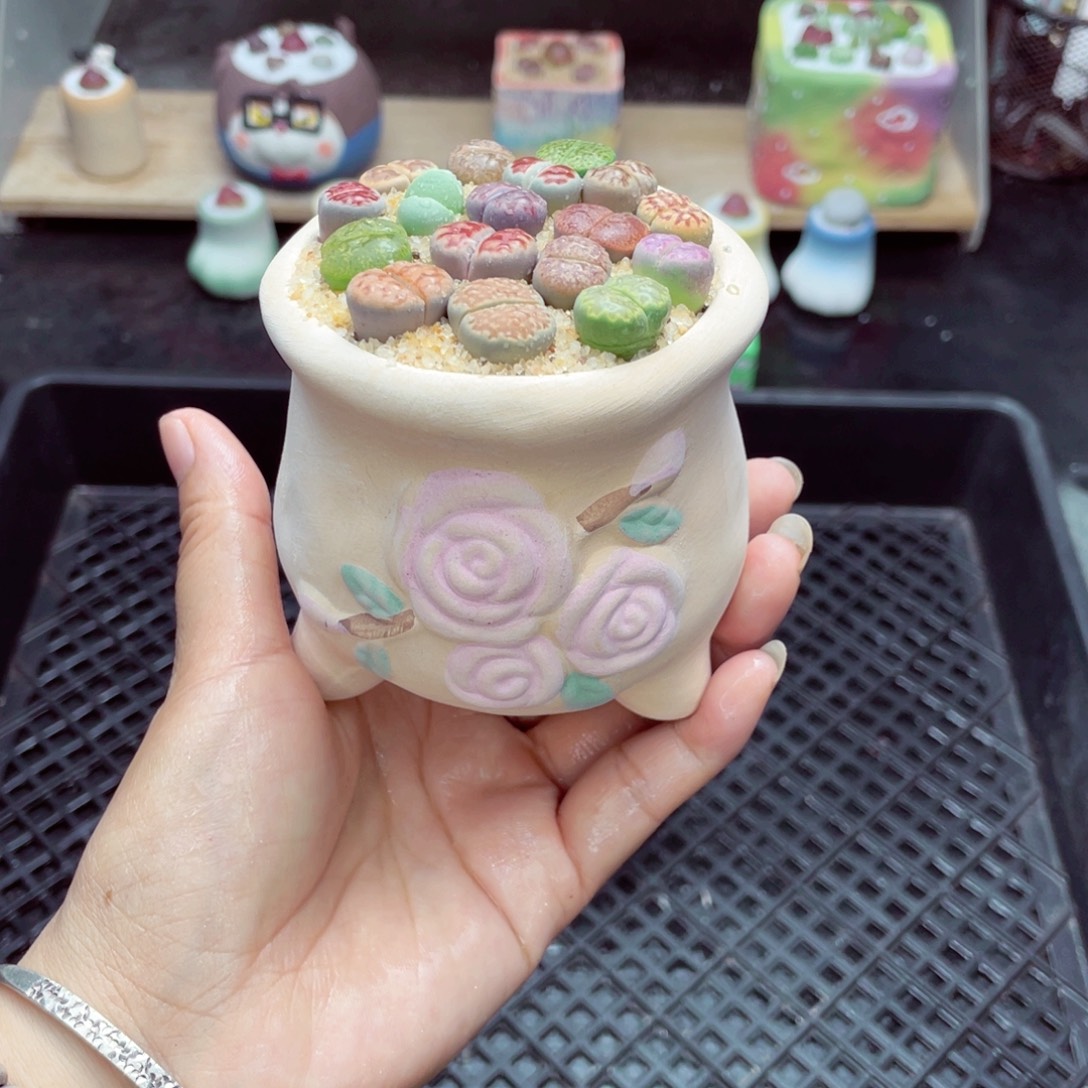 w2601 带盆土发货一物一拍