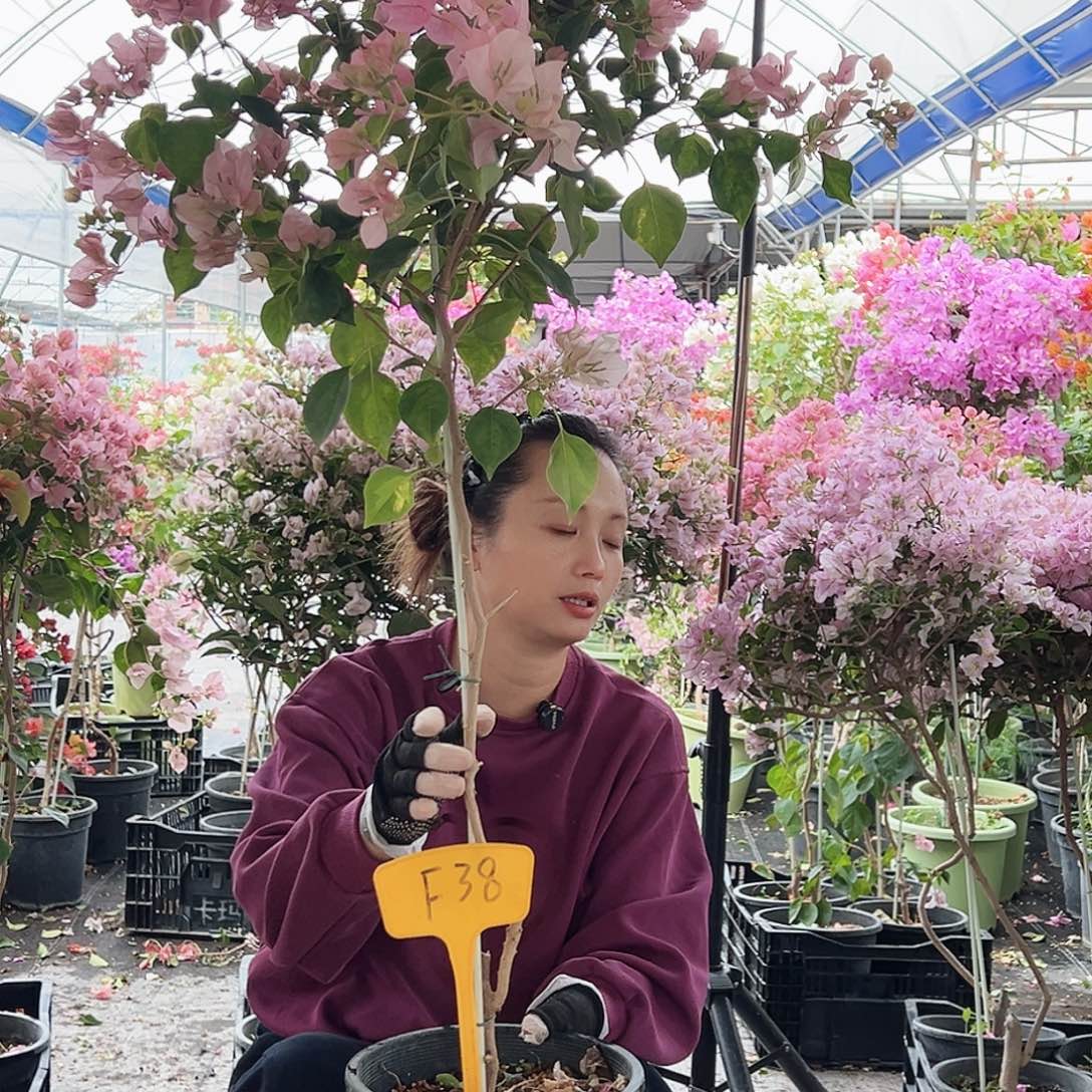 ****T大部分花苞少量开放F38暗斑丽人