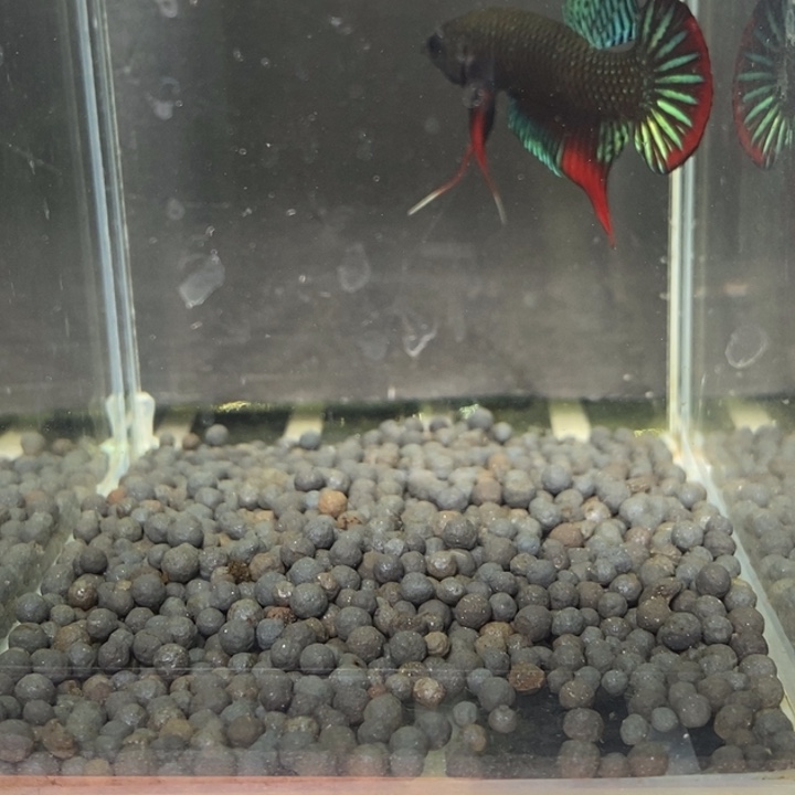 斗鱼泰国斗鱼516号