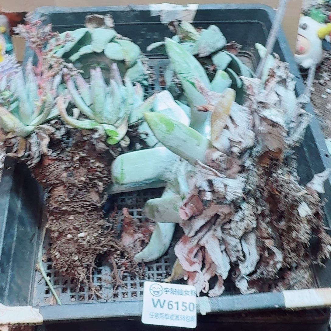 6150瑕疵框拍不售后