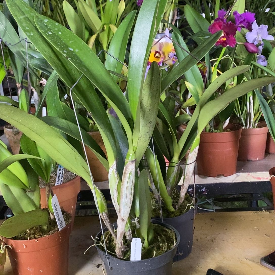 全部花苞足**将可怜保罗