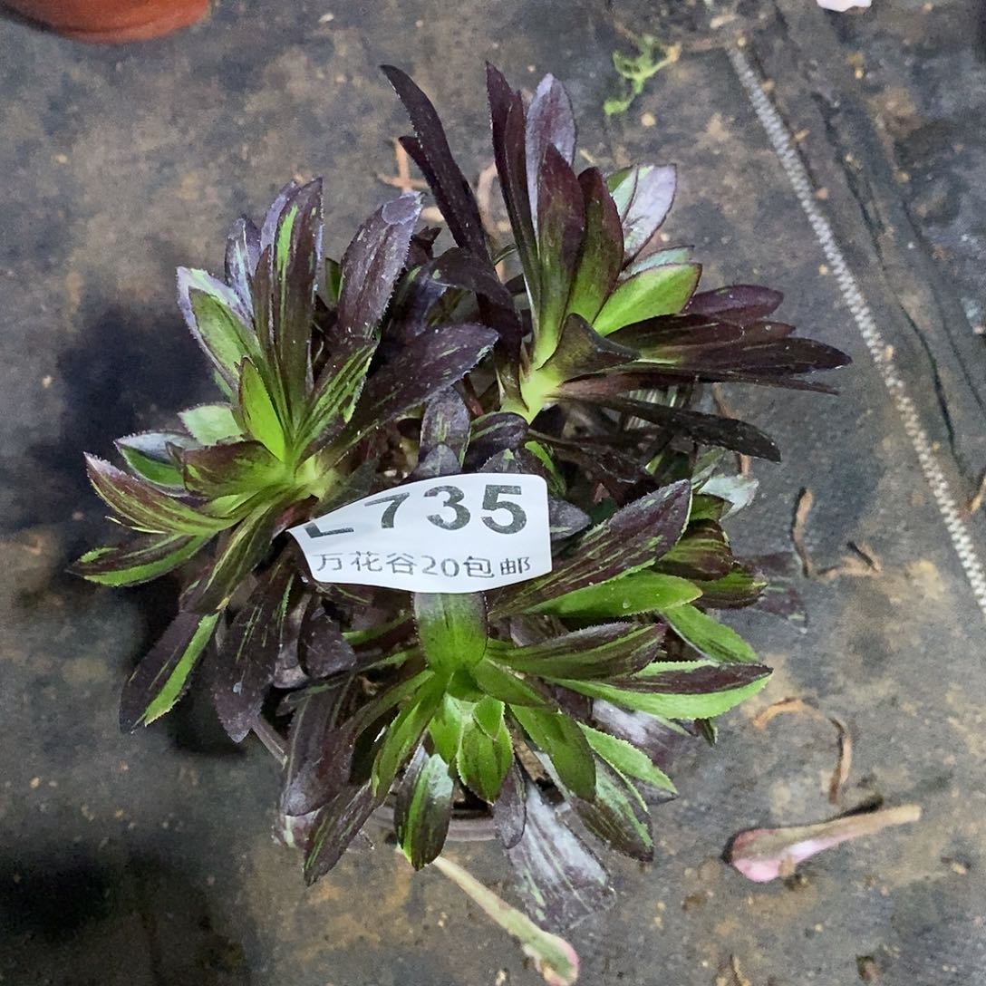 735水墨丹青砍过多肉