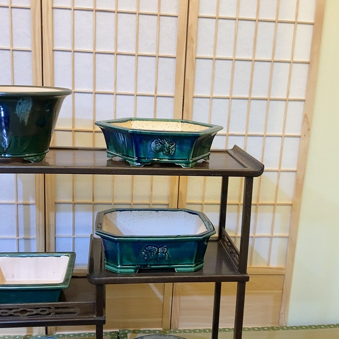 盆景六方顺丰包邮大*哥