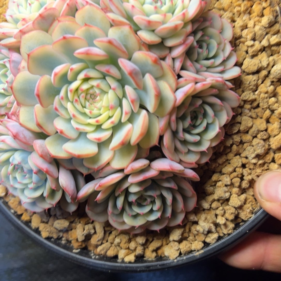 姬莲锦多肉植物46.8