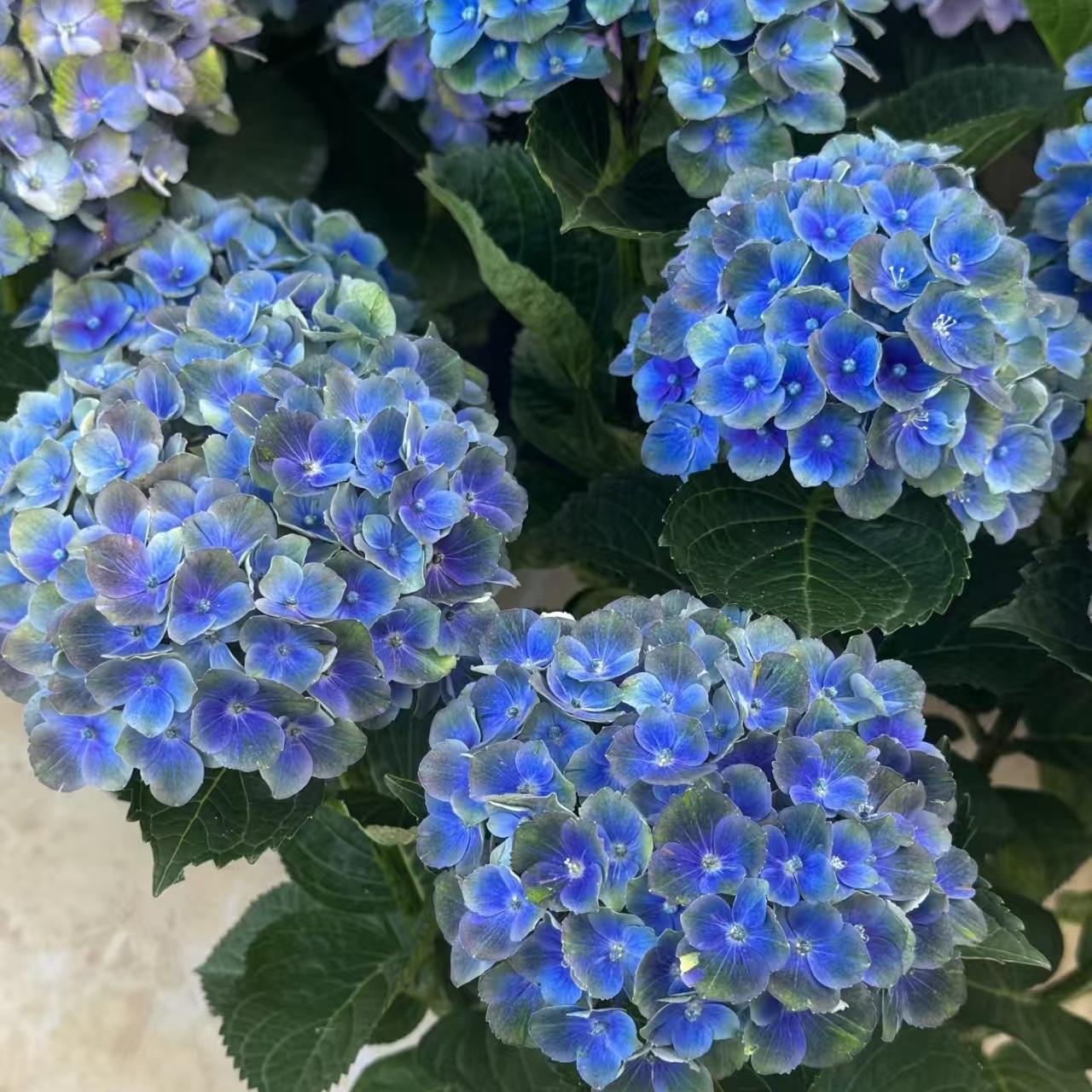 【魔幻夏洛特】1加仑盆栽绣球喜水易养活庭院阳台花卉植物