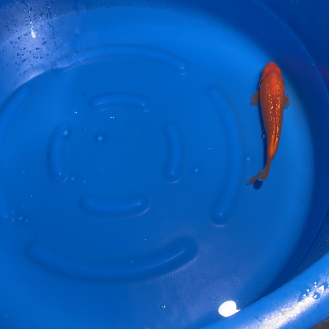 鲤科类公母搭配10-70不支持退换