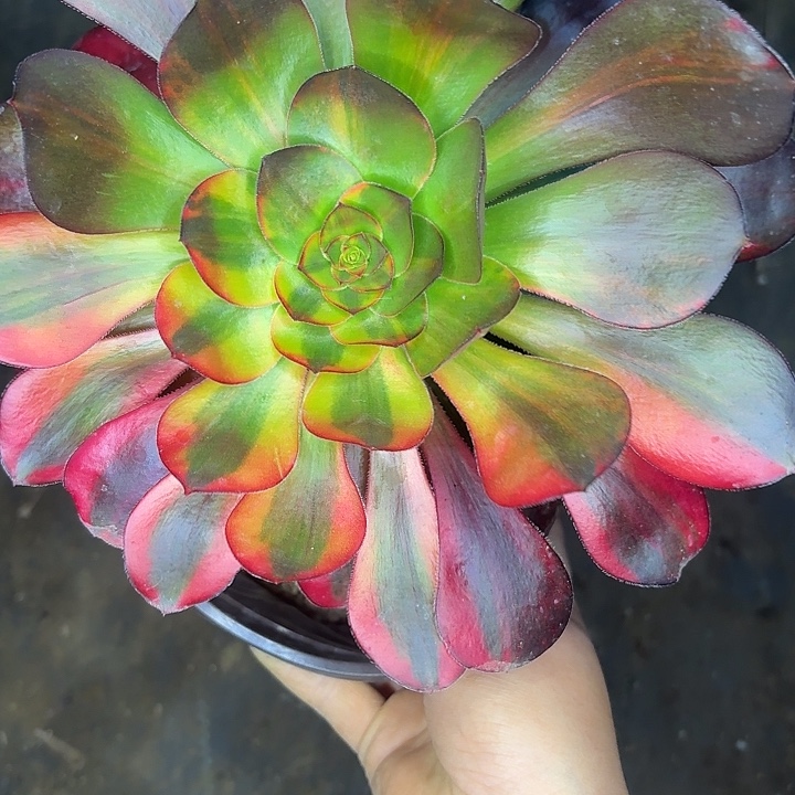 蟹****巫毒七彩364多肉植物