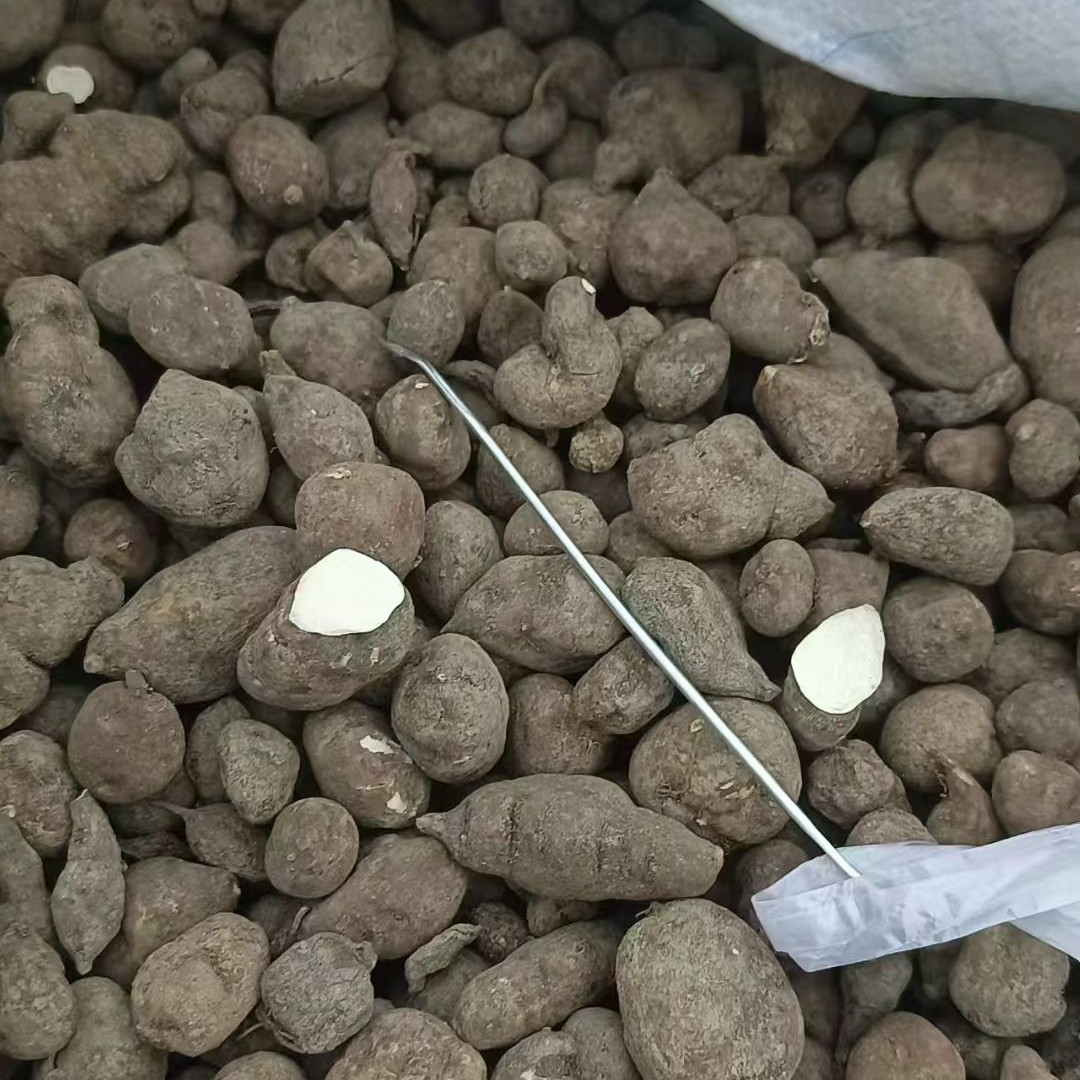 新鲜晒干三叶青干货正宗金线吊葫芦三月青可泡茶水