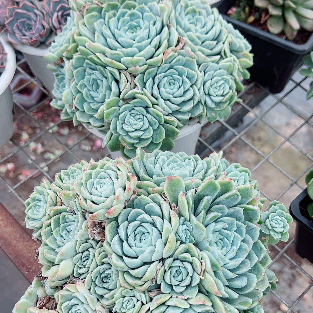 白月影多头造型精控
