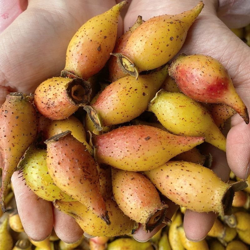 【金樱果】青红果贵州山货