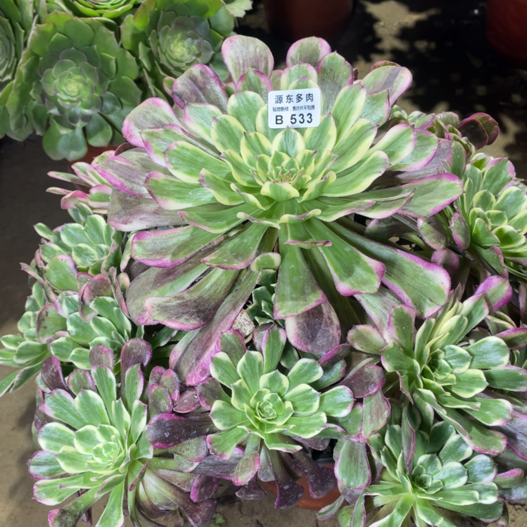 533紫烟多肉法师断枝不包