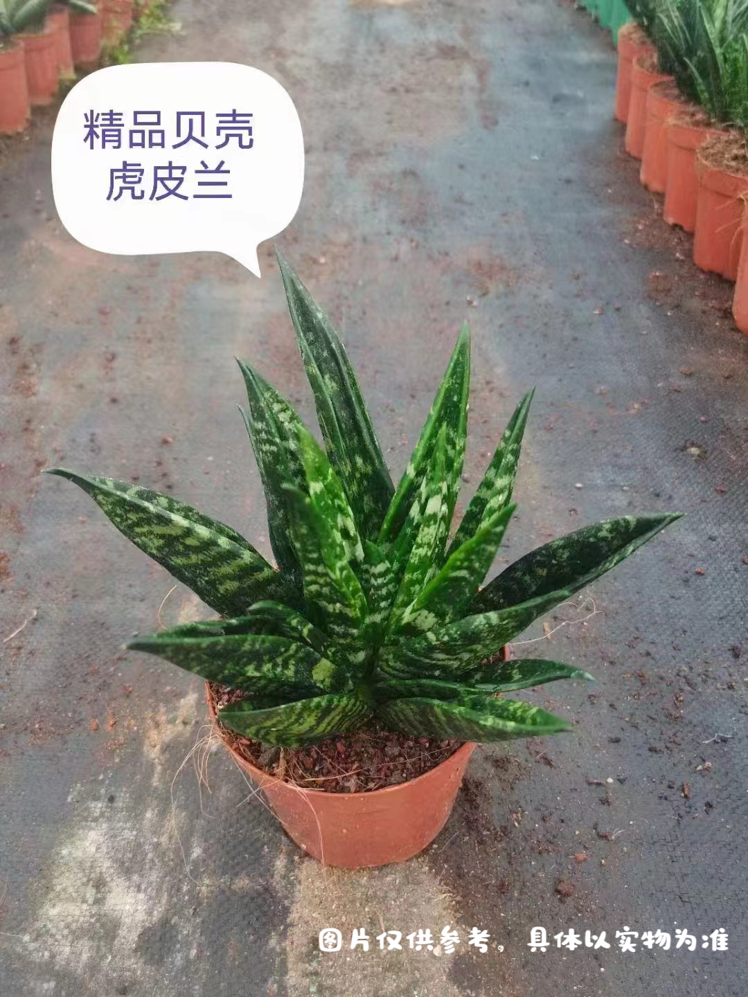 贝壳虎皮兰甲醛防辐射耐高温新房装修卧室懒人绿植 基地直发