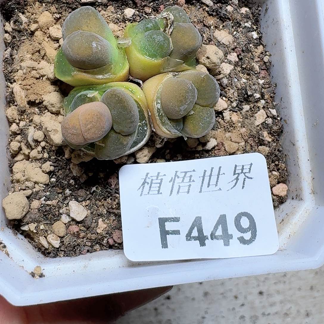449号多肉植物哇c