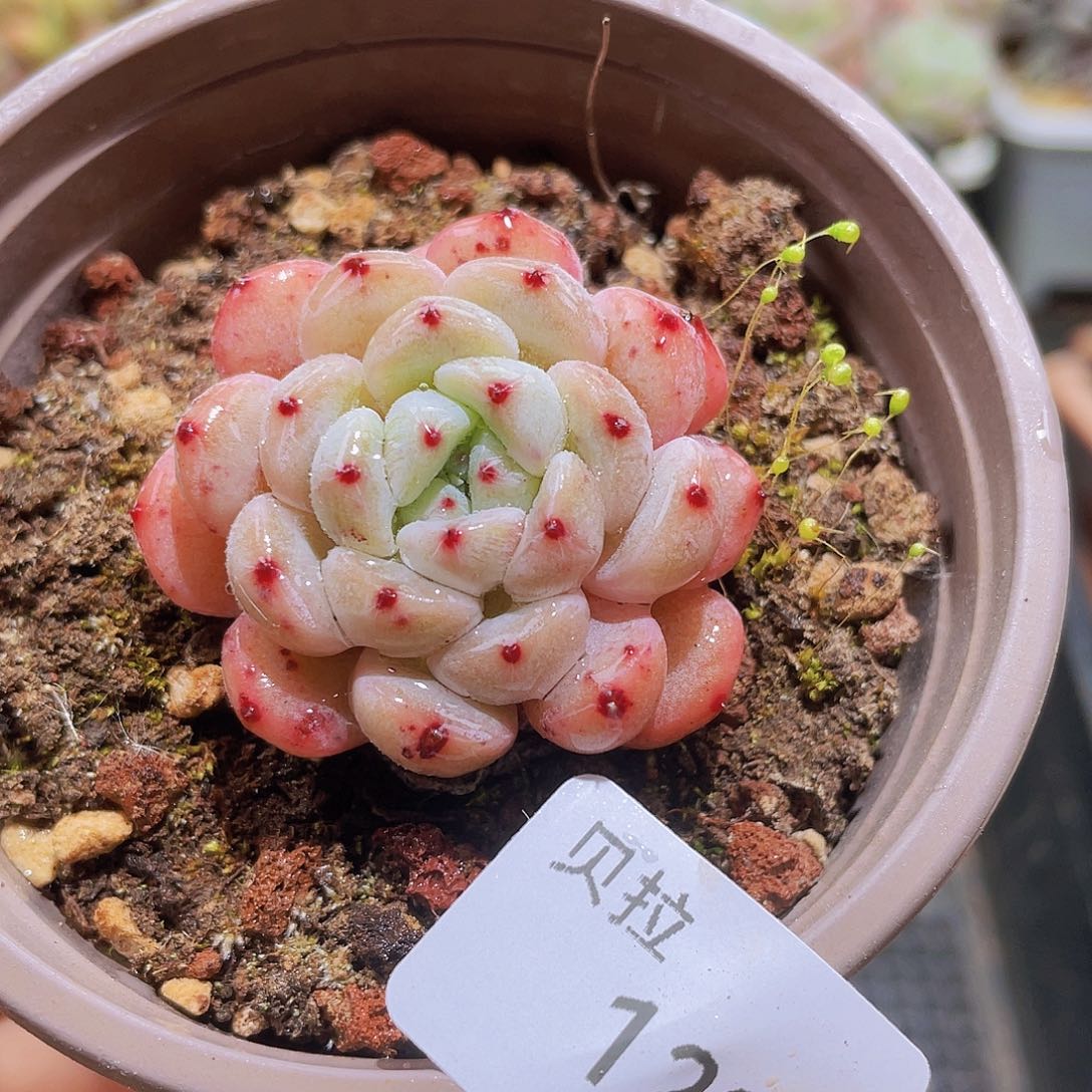 129 精品多肉一物一拍