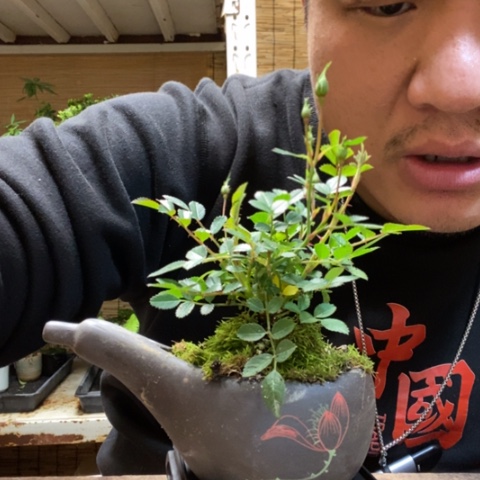 红陶忻*一物一拍所见即所得111