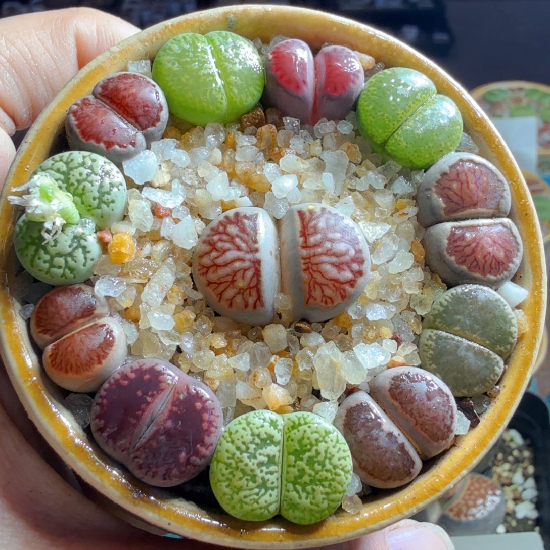 带盆带土一物一拍福利893