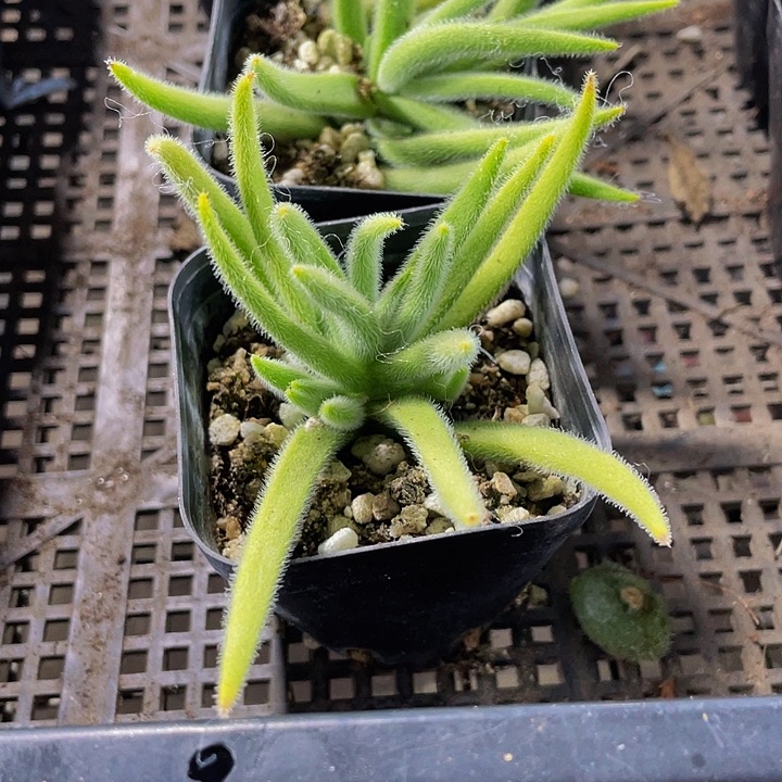 银狐2.8带盆土发货