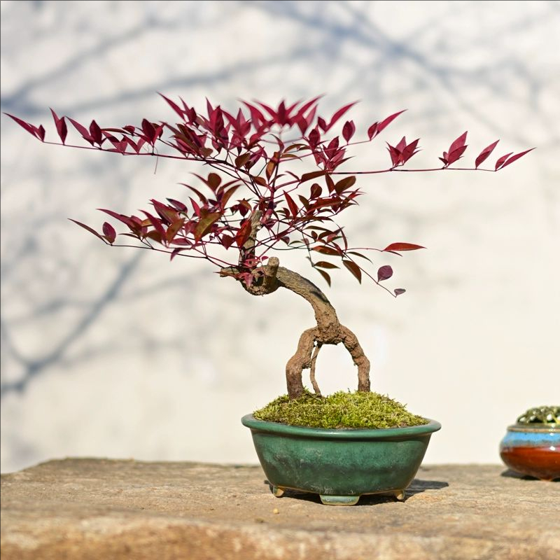 【一物一拍】南天竹盆栽盆景造型老桩室内小型秋冬红叶耐寒植物