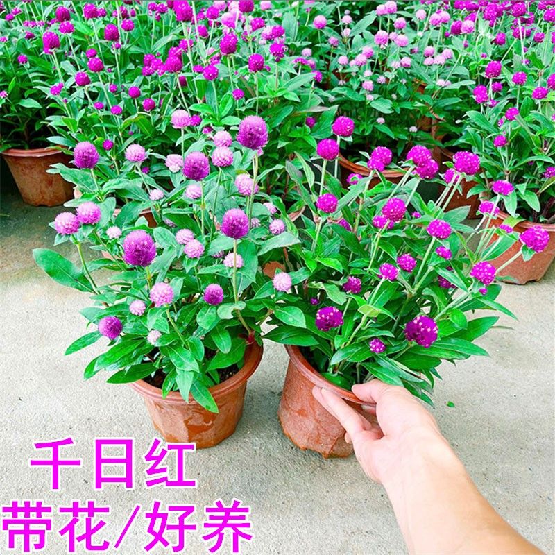 千日红盆栽带花苞四季开花好养耐晒耐寒适合阳台庭院