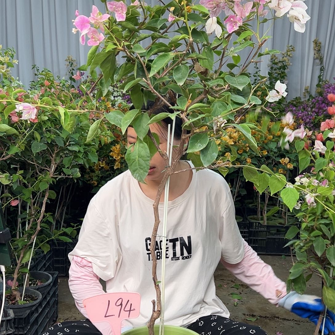 雾***大部分花苞少量开放L94章