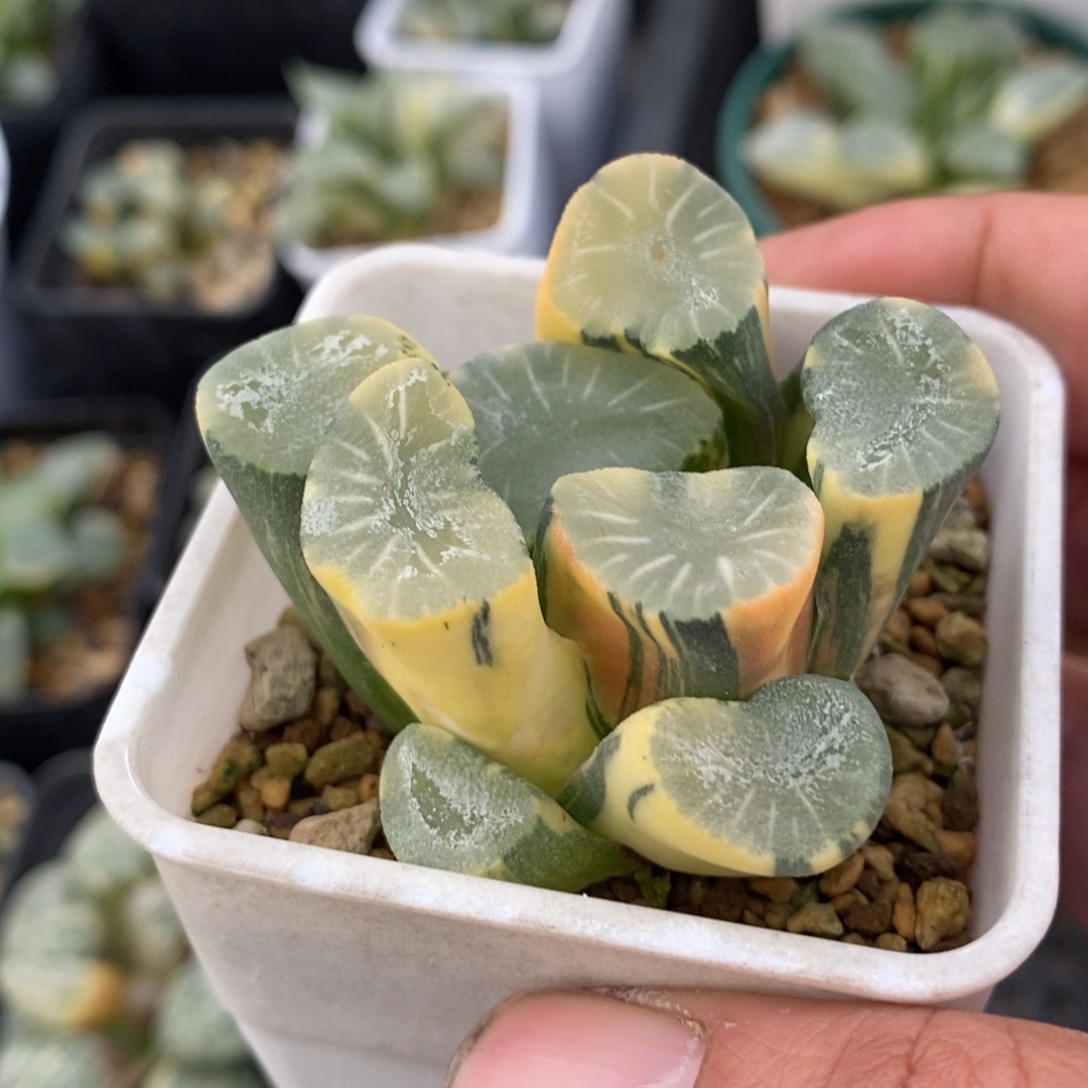 一颗实生白瓷X飞鸟万象锦