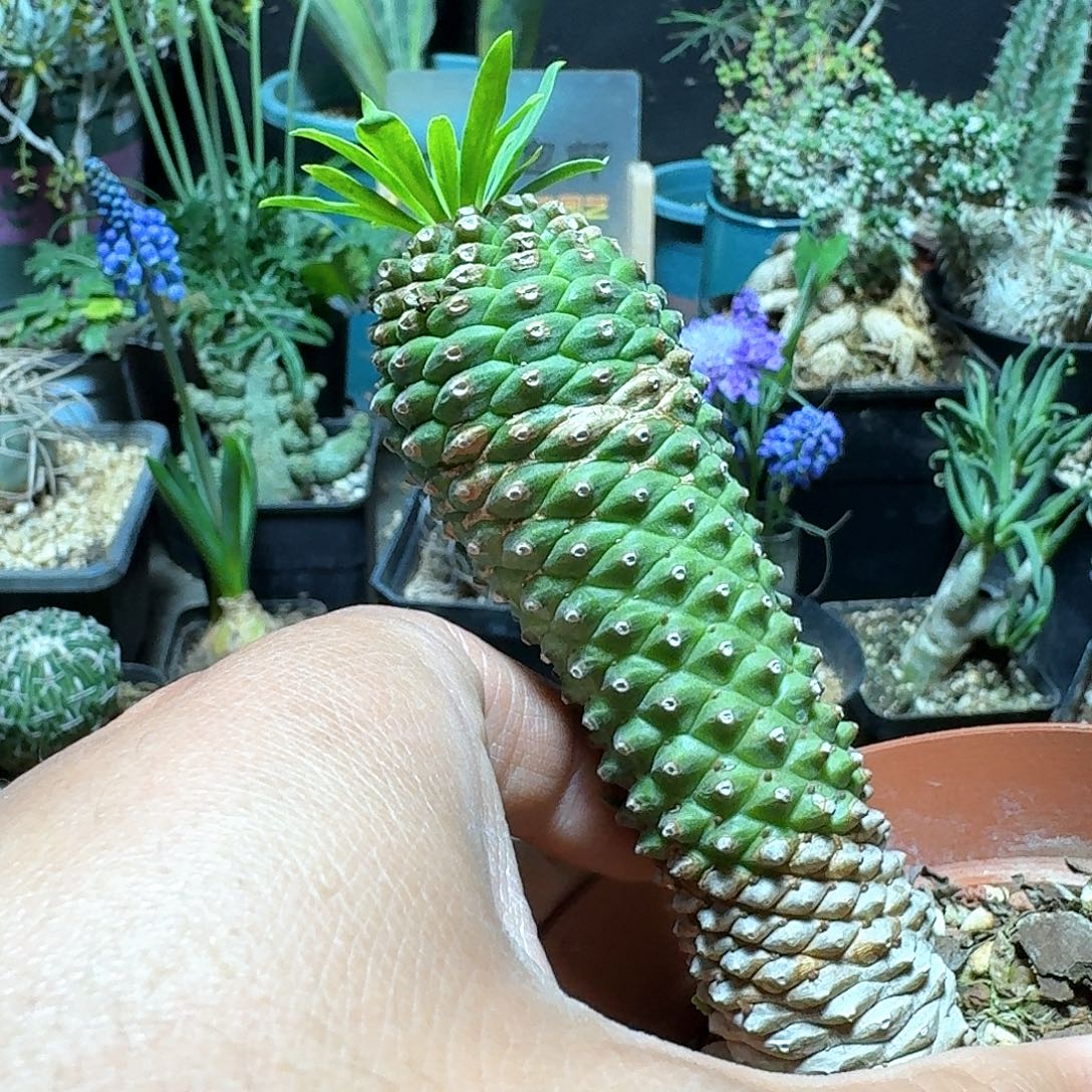 418铁甲麒麟带盆发货