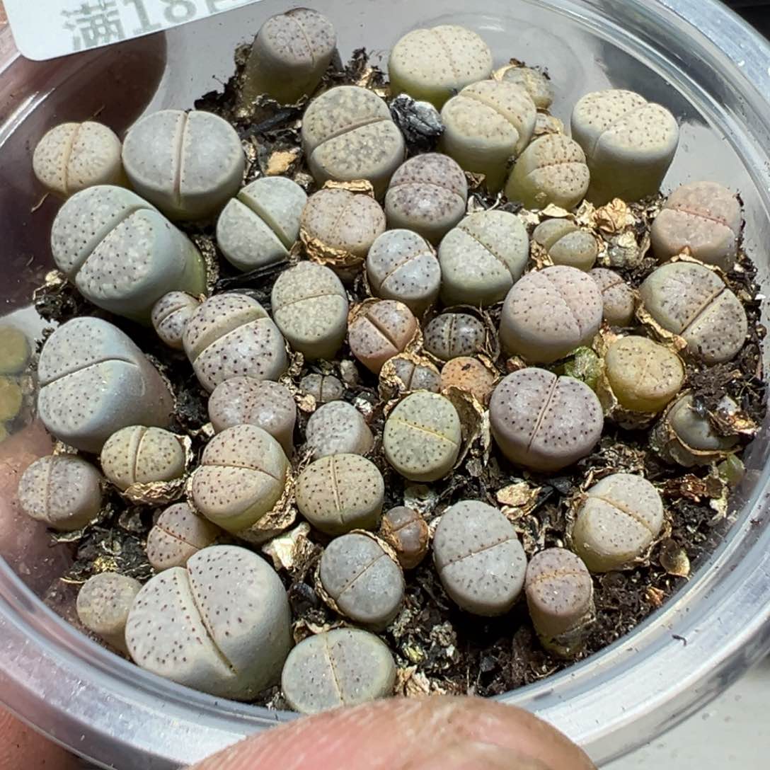 【闪购商品】 1080。      