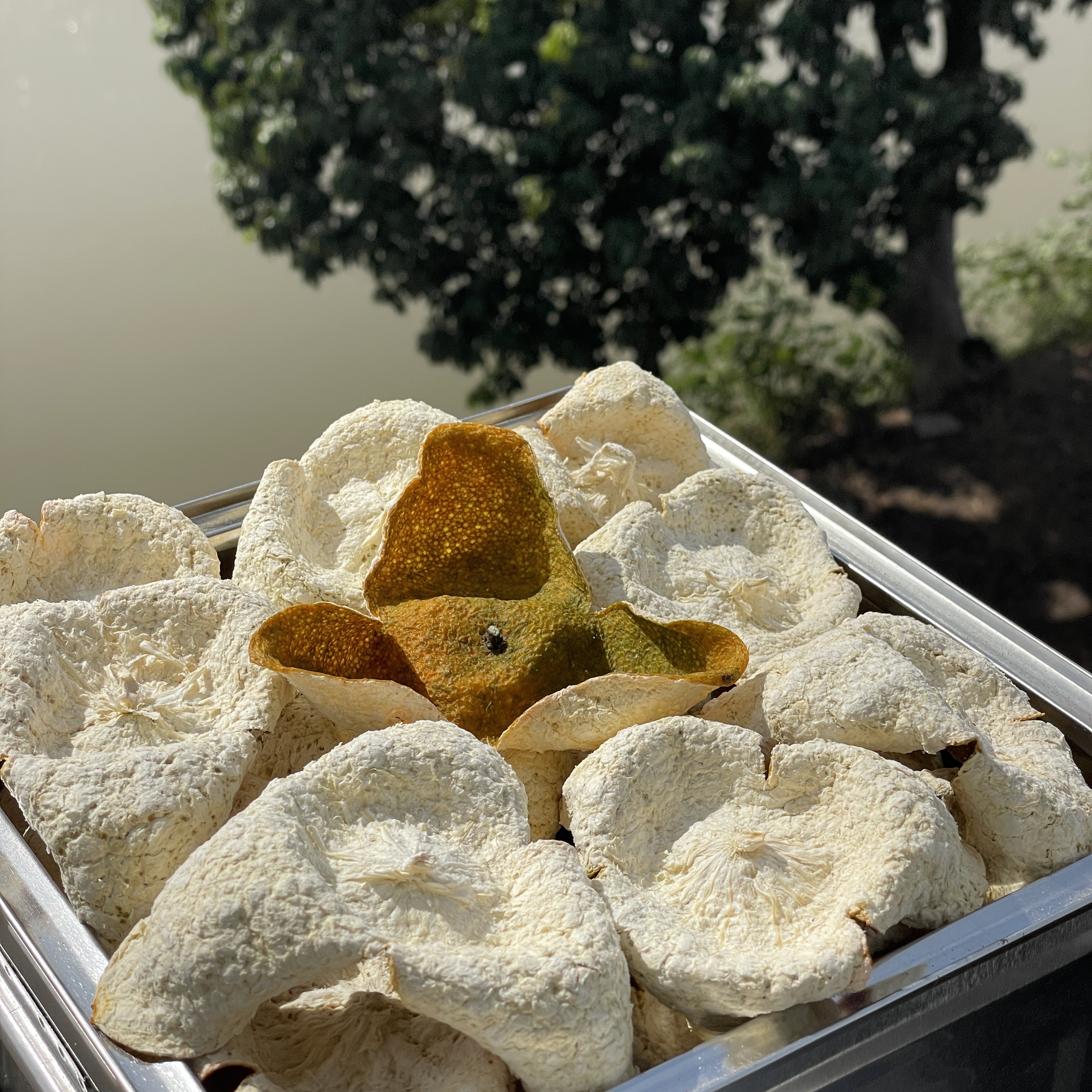 【自家果园原枝二红——清甜果香】2025年天马原枝二红皮