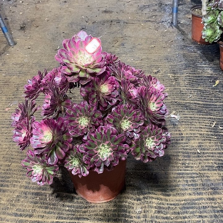 23，红铜白法师13467899999900