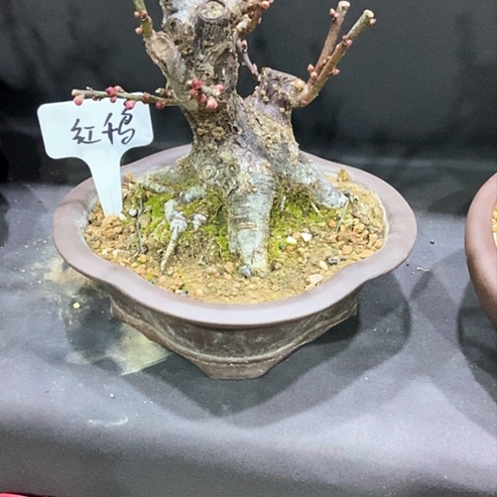 少量花朵（建议范围：2朵-5朵 或40%以下）用**?