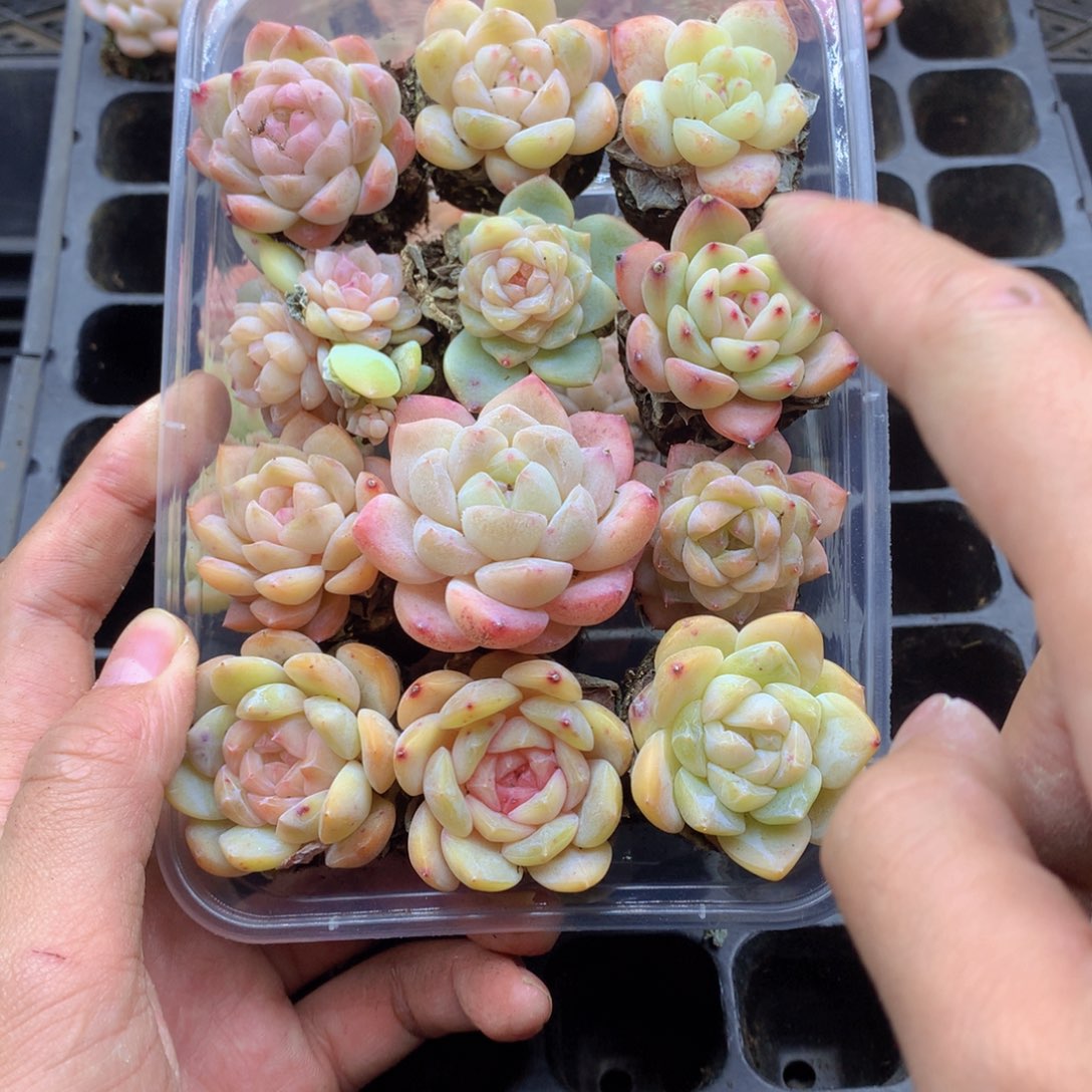 反反复复还是很开心034