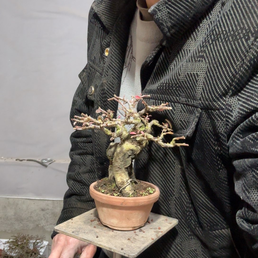 风***夜云南昭通红花平枝栒子红花