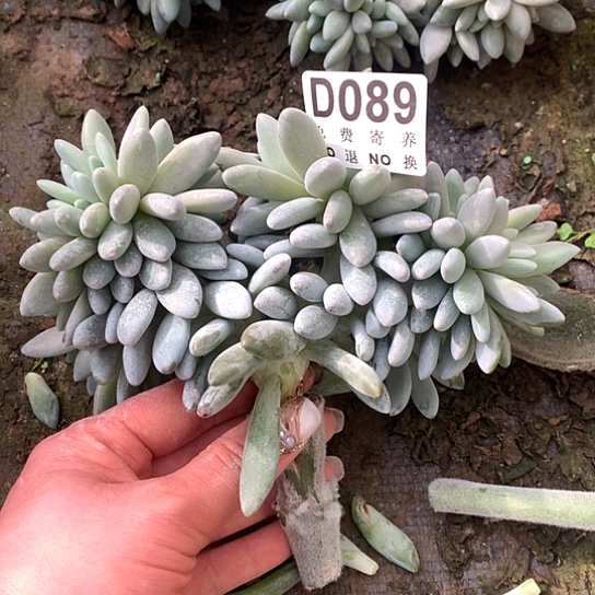 橙龙缀化089 亏本处理退款拉黑7-8天发货