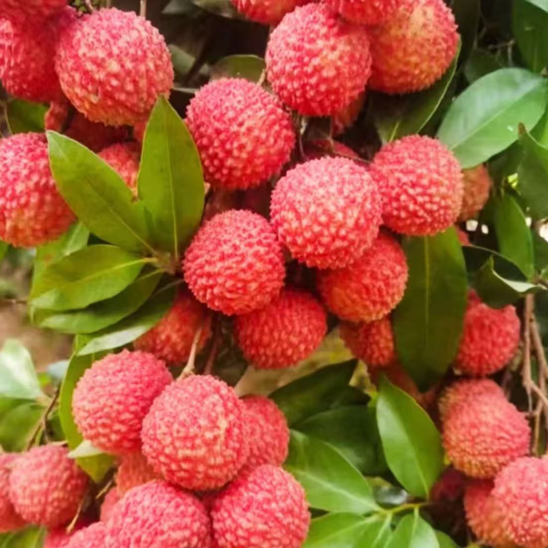 高州桂味18到25克单果 快运鲜链广东次日达有枝叶利于发货保存