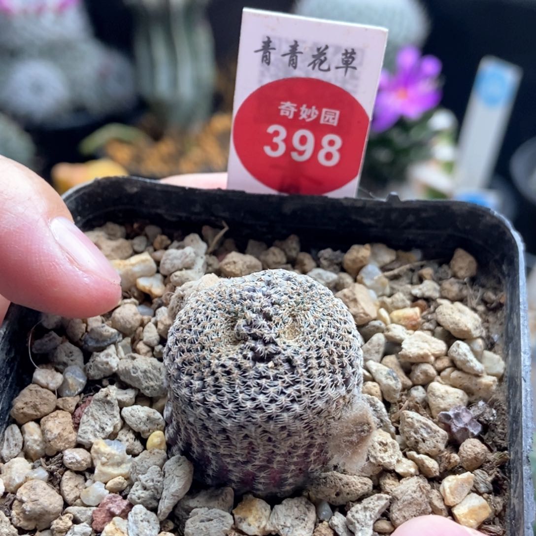 自根黑斜子缀化2.4cm