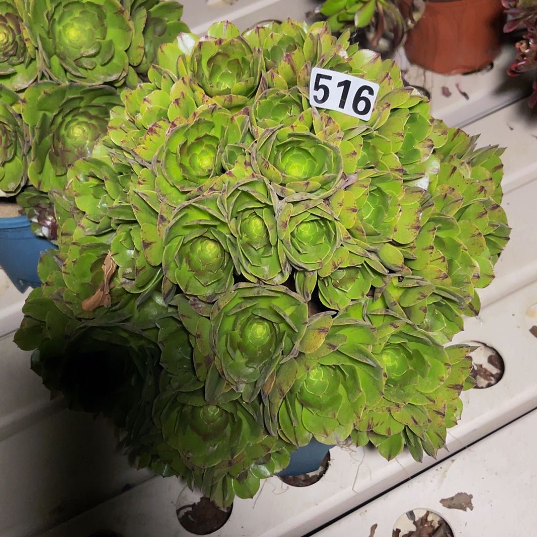 万圣节拉丝7-5包邮法师