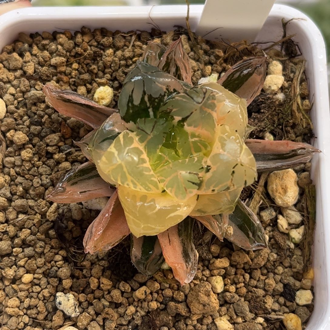 85水晶灯玉露锦福利专场