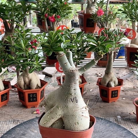 标***哥完全开放沙漠玫瑰