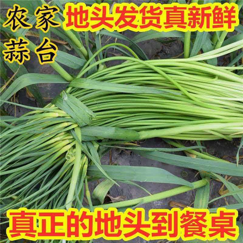 【买三斤送二斤】2025蒜苔新鲜当季蔬菜农家自种大蒜红帽