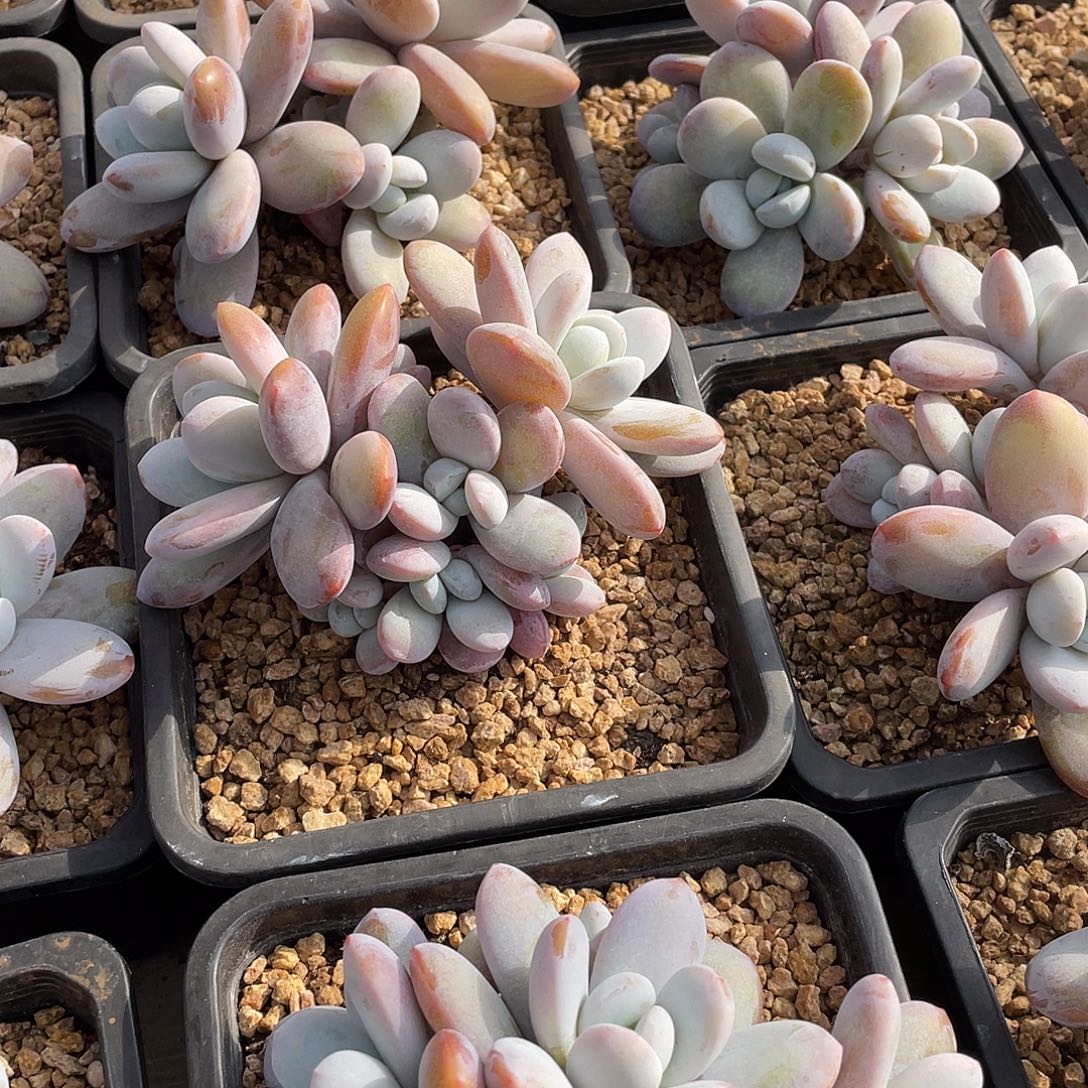 雪美人精控小老桩14厘米可挑