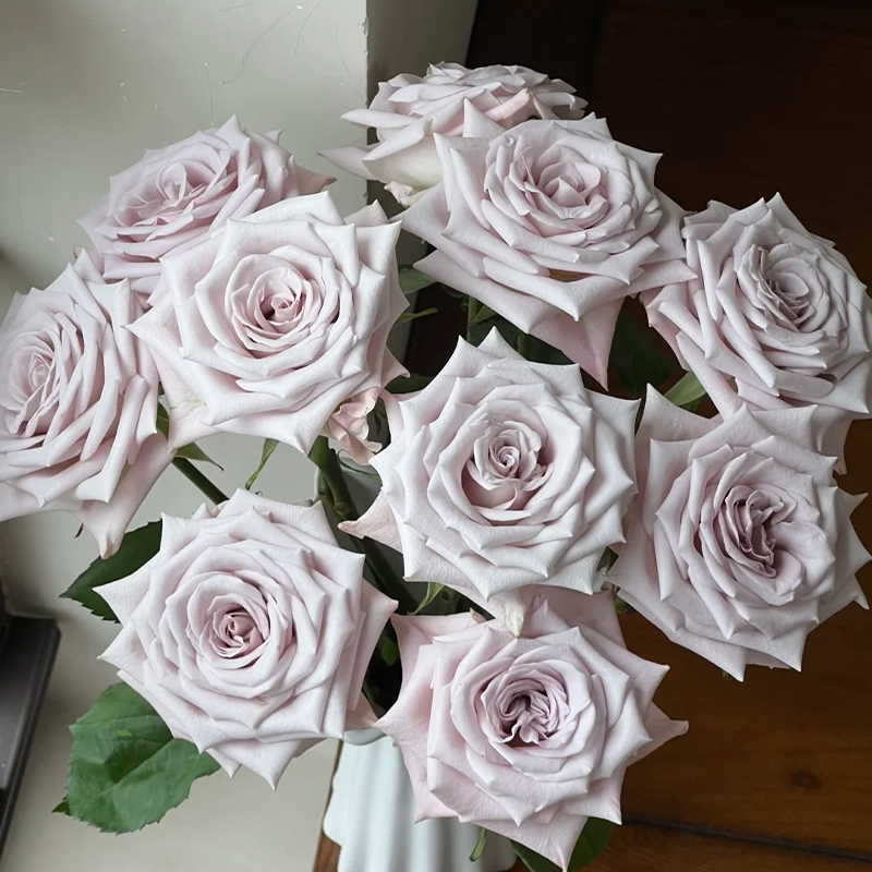 【居家鲜花】曼塔玫瑰（不含花瓶）鲜花居家鲜花花瓶插花同城配送到家